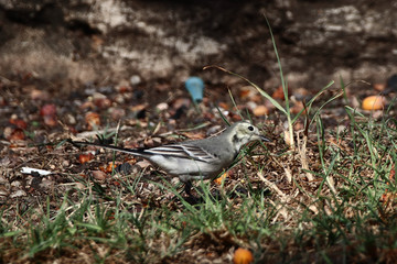 A white wagtail (Motacilla alba) running around under a date palm