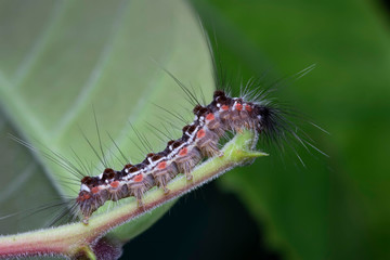Caterpillar. A close-up of a caterpillar on a plant