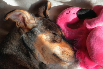 puppy dog with a flamingo plush