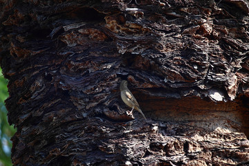 A sparrow (Passer domesticus) hiding in an indent in the trunk of a palm tree