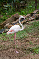 Beautiful pink flamingo in the zoo..