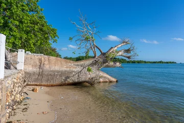 Keuken spatwand met foto Fallen big baobab tree in sea water on the beach in Zanzibar island, Tanzania, Africa © OlegD