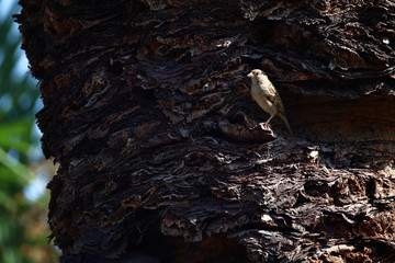 A sparrow (Passer domesticus) hiding in an indent in the trunk of a palm tree