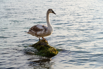 A swan in the Black Sea near Burgas, Bulgaria