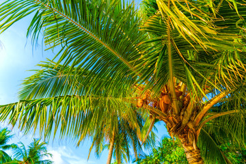 Obraz na płótnie Canvas Beach summer vacation holidays background with coconut palm tree