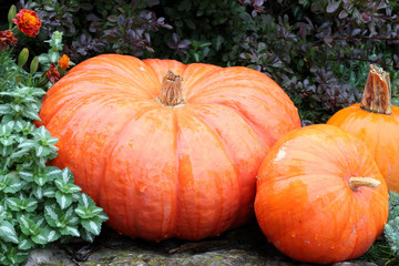 Pumpkins in the Rain