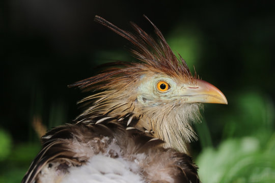 Head of a shaggy guira cuckoo in side view