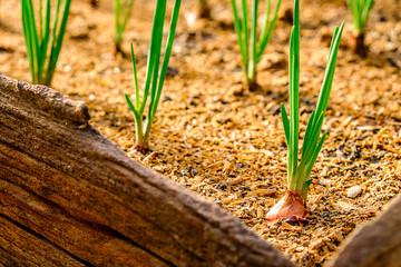  Germination of green onion