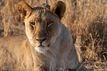 portrait of female lion
