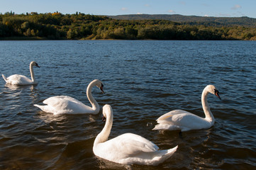 white swans on a beautiful lake on a clear sunny day