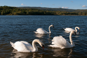 white swans on a beautiful lake on a clear sunny day
