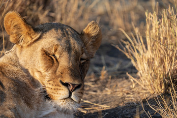 Fototapeta na wymiar female lion sleep