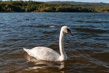 white swans on a beautiful lake on a clear sunny day