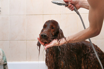 Owner washing Irish Setter dog in bathtub