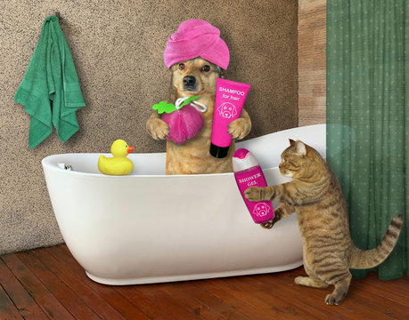 The beige dog with a pink towel around his head is taking a bath. The cat gives it a bottle of gel.
