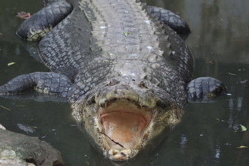 crocodile in water
