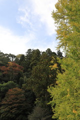 Naklejka premium 筒賀の大銀杏と紅葉