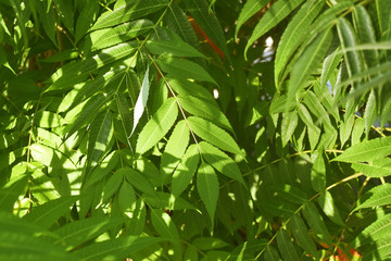 Closeup nature view of dark green leaves, natural dark green plants using as a background or wallpaper. Bush with green fresh leaves.