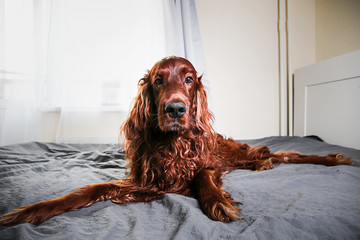 Tranquil curly purebred dog lying on bed at home