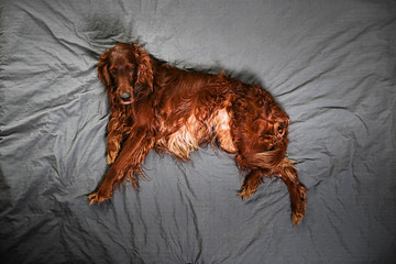 Tranquil curly purebred dog lying on bed at home