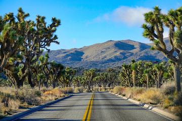 Empty interstate road runs through a national park full of yucca palm trees.