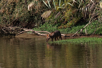 A golden jackal (Canis aureus) scavanging and hunting for small animals on the shore of a small lake