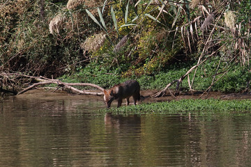 A golden jackal (Canis aureus) scavanging and hunting for small animals on the shore of a small lake