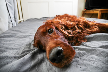 Tranquil curly purebred dog lying on bed at home