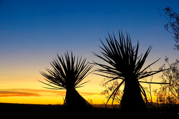 SILHOUETTE: Small growing yucca palm trees are illuminated by the golden sunset.