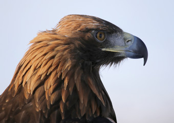 Hunting with golden eagle in the steppes of Kazakhstan