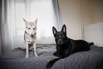 Curios dogs relaxing on bed at home