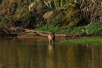 A golden jackal (Canis aureus) scavanging and hunting for small animals on the shore of a small lake