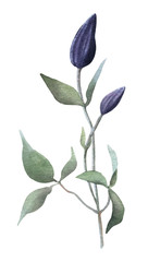 Clematis branch with the purple buds and green leaves hand drawn in watercolor isolated on a white background. Floral element for creating invitations, greeting cards.Watercolor botanical illustration