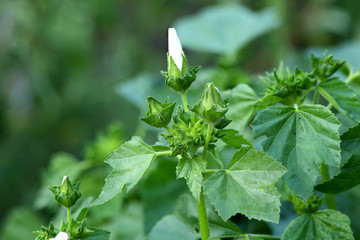 White ?onvolvulus arvensis