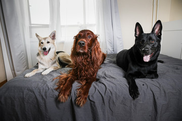 Calm dogs guarding bed of master at home