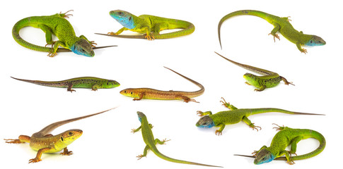 Green lizard set collection isolated on white background