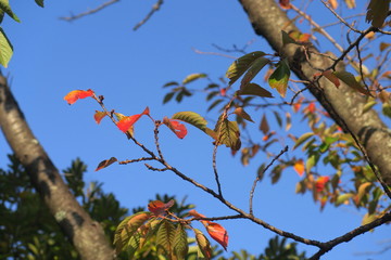 色づいた桜の葉と青空