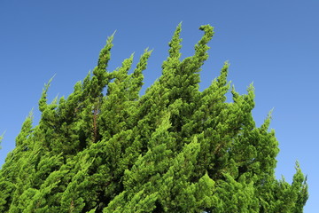 コニファーと秋空