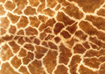 giraffe fur background