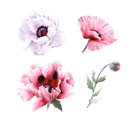 A picturesque set of full-blown pink and white poppy flowers and poppy in bud hand drawn in watercolor isolated on a white background.Botanical illustration. Floral watercolor element for arrangements