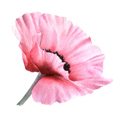 A picturesque full-blown pink poppy flower hand drawn in watercolor isolated on a white background. Botanical illustration. Floral watercolor element.