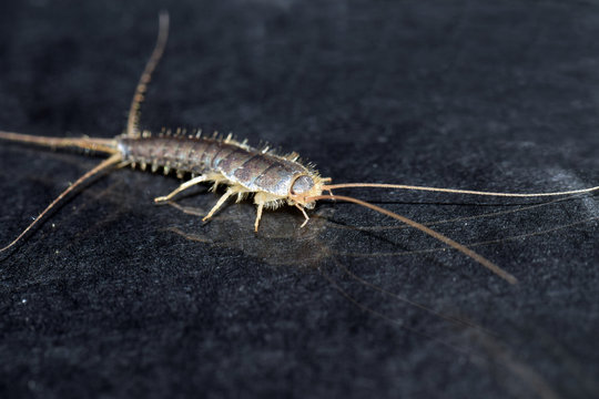 Closeup of a long tailed silverfish (Ctenolepisma longicaudata) also called gray silverfish. It has a grain of sugar in its mouth.