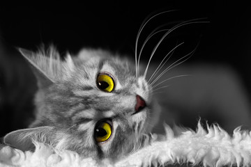 White and black image of cat with yellow and green eyes lying on soft white fur on black background, horizontal closeup view with head