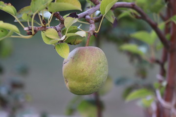 fruit