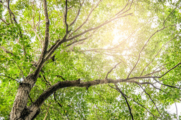 Looking up trees with sun shine. ecology concept.