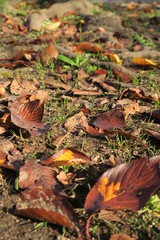 桜の枯れ葉散る朝の公園風景