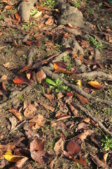 朝日の当たる落ち葉のある桜の木の根元