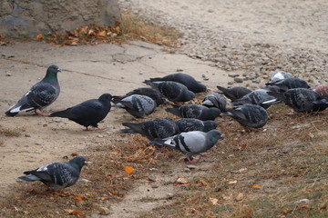 Fototapeta premium flock of pigeons eating food in autumn park