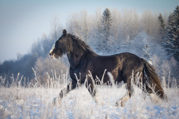 Beautiful grey black shire stallion running in winter