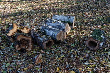 Ścięte drzewo pocięte na polana 